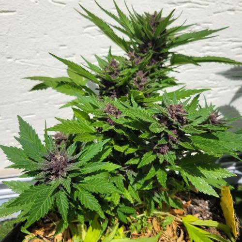 frosty "balkony" banger F4. Week 11