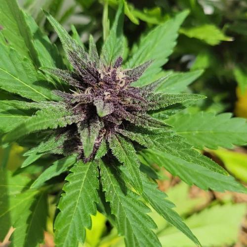 frosty "balkony" banger F4