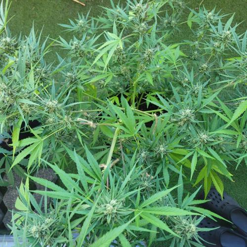 Gelato "balcony" Auto🍦. Week 10