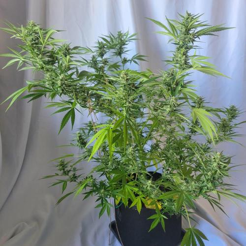 Gelato "balcony" Auto🍦. Week 10