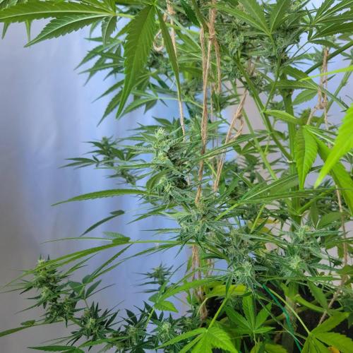 Gelato "balcony" Auto🍦. Week 10