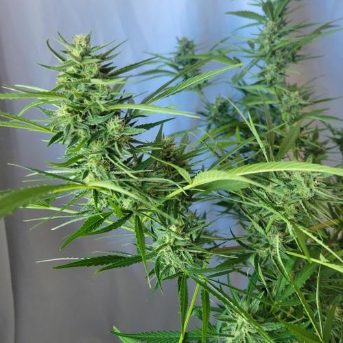 Gelato "balcony" Auto🍦. Week 10