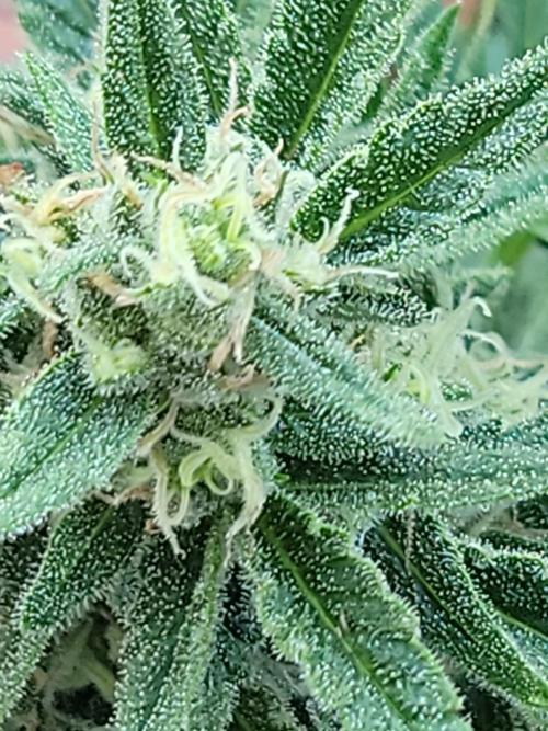 Gelato "balcony" Auto🍦. Week 10