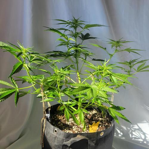 Guava Auto balcony 🌱. Week 5