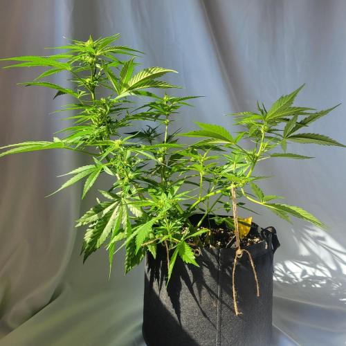 Guava Auto balcony 🌱. Week 5