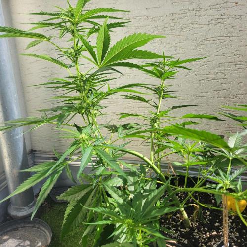 Guava Auto balcony 🌱. Week 5