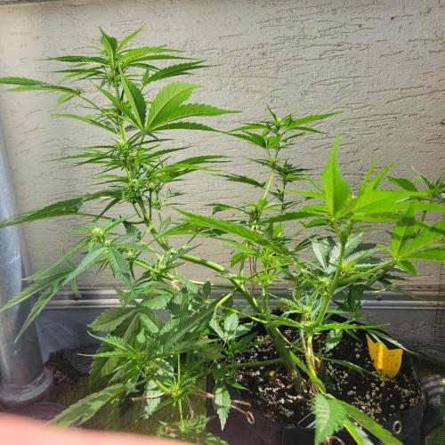 Guava Auto balcony 🌱. Week 5