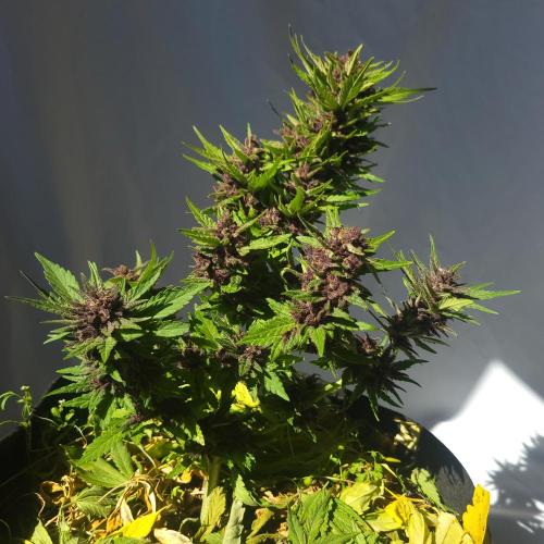frosty "balkony" banger F4. Week 12