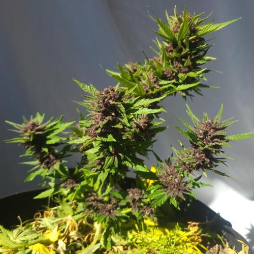 frosty "balkony" banger F4. Week 12