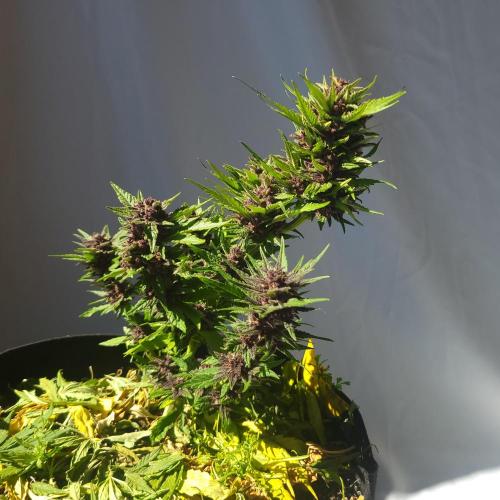 frosty "balkony" banger F4. Week 12