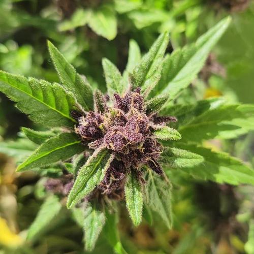 frosty "balkony" banger F4