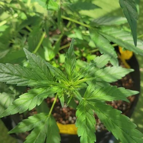 Afghan Pearl CBD outdoor