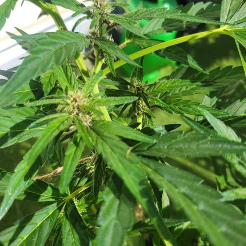 Afghan Pearl CBD outdoor. Week 8