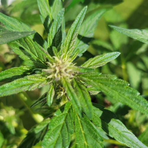 Afghan Pearl CBD outdoor. Week 8