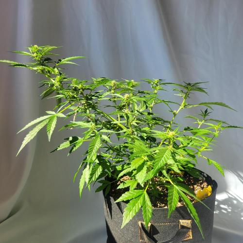 Afghan Pearl CBD outdoor. Week 8