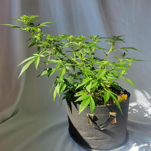 Afghan Pearl CBD outdoor. Week 8