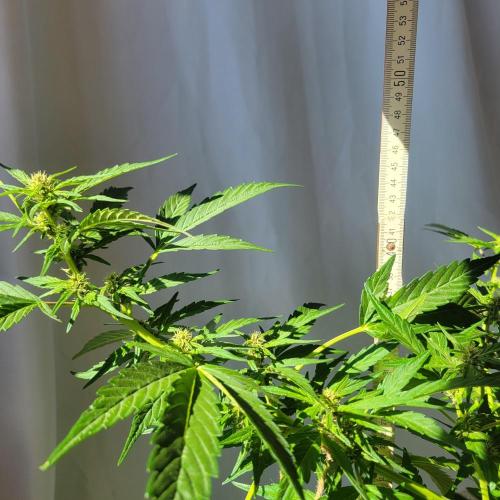 Afghan Pearl CBD outdoor. Week 8