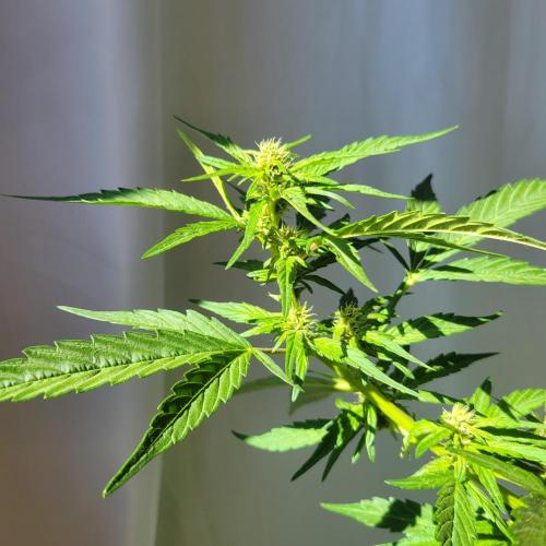 Afghan Pearl CBD. Week 8