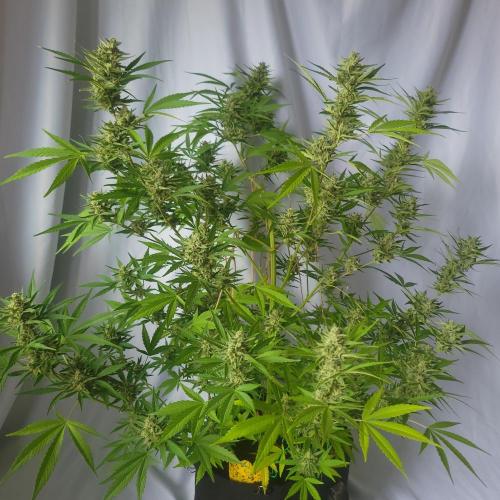 Gelato "balcony" Auto🍦. Week 11