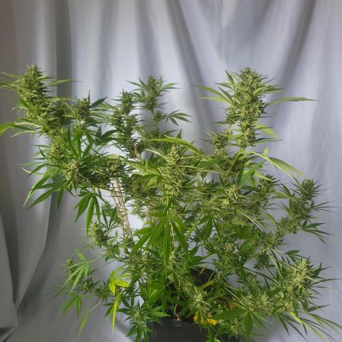 Gelato "balcony" Auto🍦. Week 11