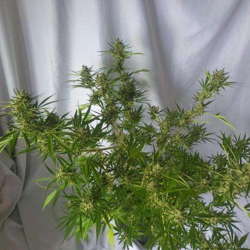 Gelato "balcony" Auto🍦. Week 11