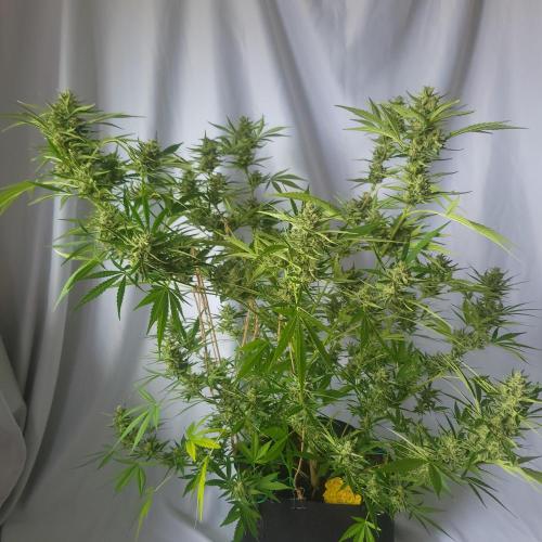 Gelato "balcony" Auto🍦. Week 11