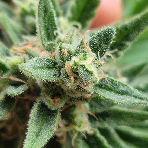 Gelato "balcony" Auto🍦. Week 11