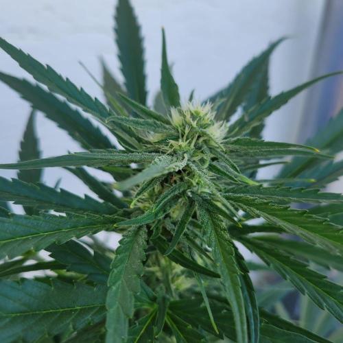 Guava Auto balcony 🌱. Week 6