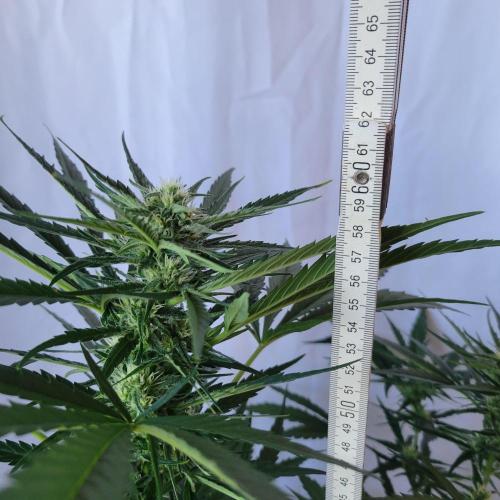 Guava Auto balcony 🌱. Week 6
