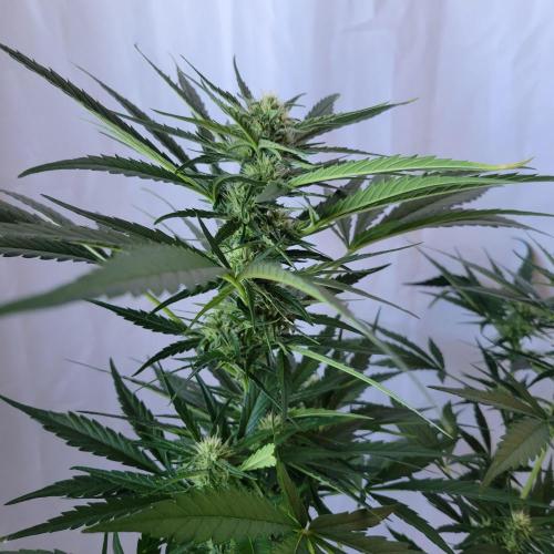 Guava Auto balcony 🌱. Week 6