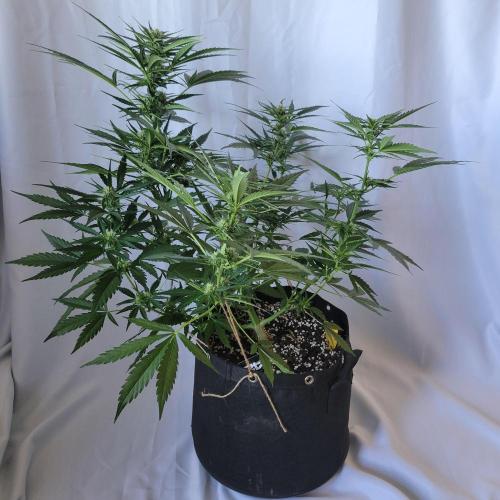 Guava Auto balcony 🌱. Week 6