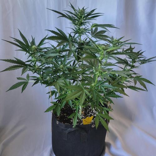 Guava Auto balcony 🌱. Week 6