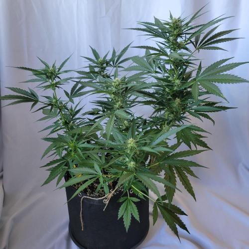 Guava Auto balcony 🌱. Week 6