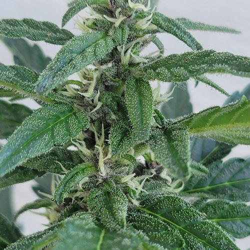 Afghan Pearl CBD outdoor. Week 9
