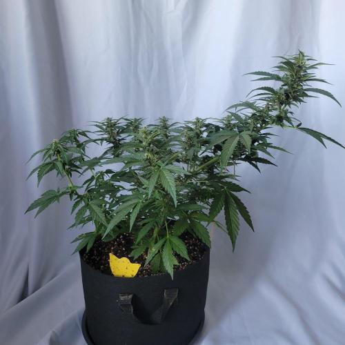 Afghan Pearl CBD outdoor. Week 9