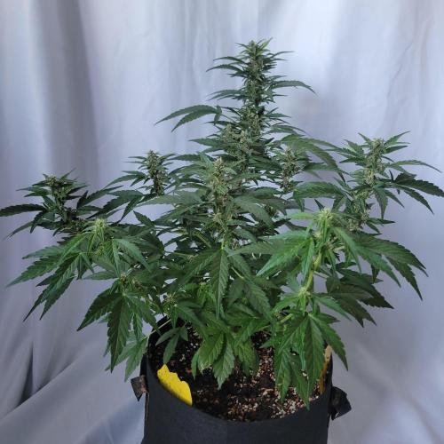 Afghan Pearl CBD outdoor. Week 9