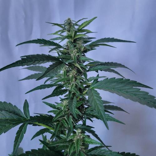 Afghan Pearl CBD outdoor. Week 9