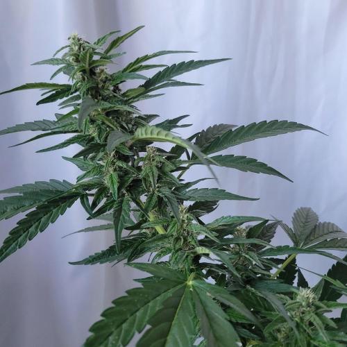 Afghan Pearl CBD outdoor. Week 9