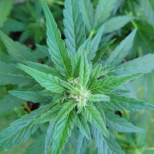 Afghan Pearl CBD outdoor
