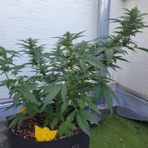 Afghan Pearl CBD outdoor. Week 9