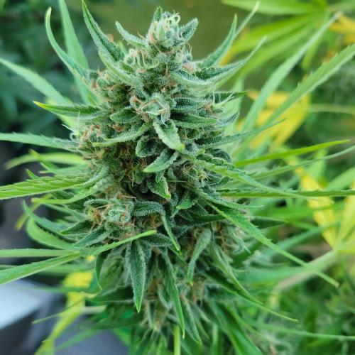 Gelato "balcony" Auto🍦. Week 12