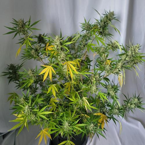 Gelato "balcony" Auto🍦. Week 12