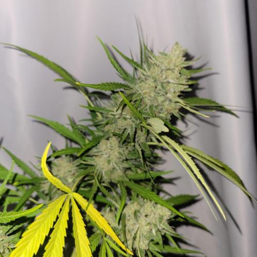 Gelato "balcony" Auto🍦. Week 12