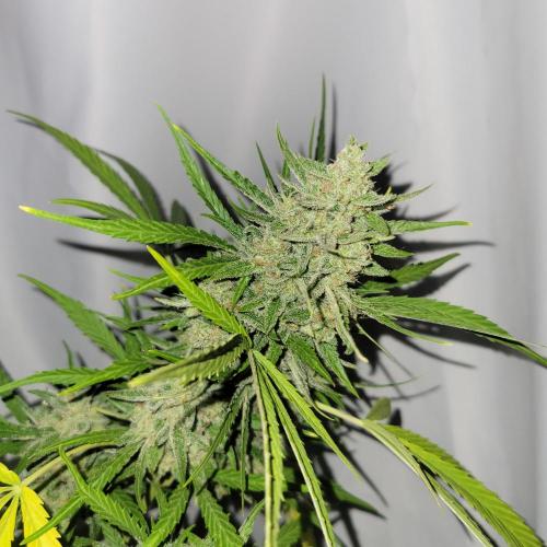 Gelato "balcony" Auto🍦. Week 12