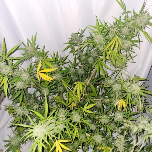 Gelato "balcony" Auto🍦. Week 12
