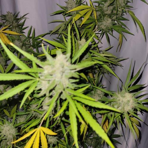 Gelato Auto. Week 12