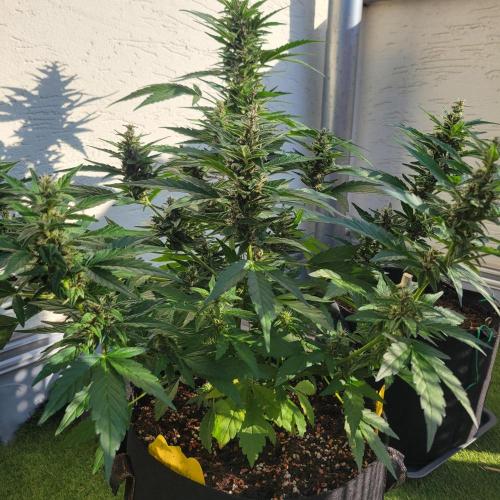 Afghan Pearl CBD outdoor. Week 10