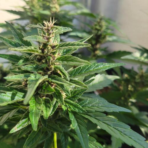 Afghan Pearl CBD outdoor. Week 10