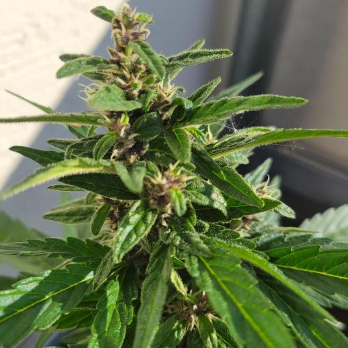 Afghan Pearl CBD. Week 10