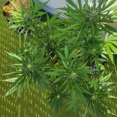 Guava Auto balcony 🌱. Week 7